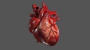 3D model srdca